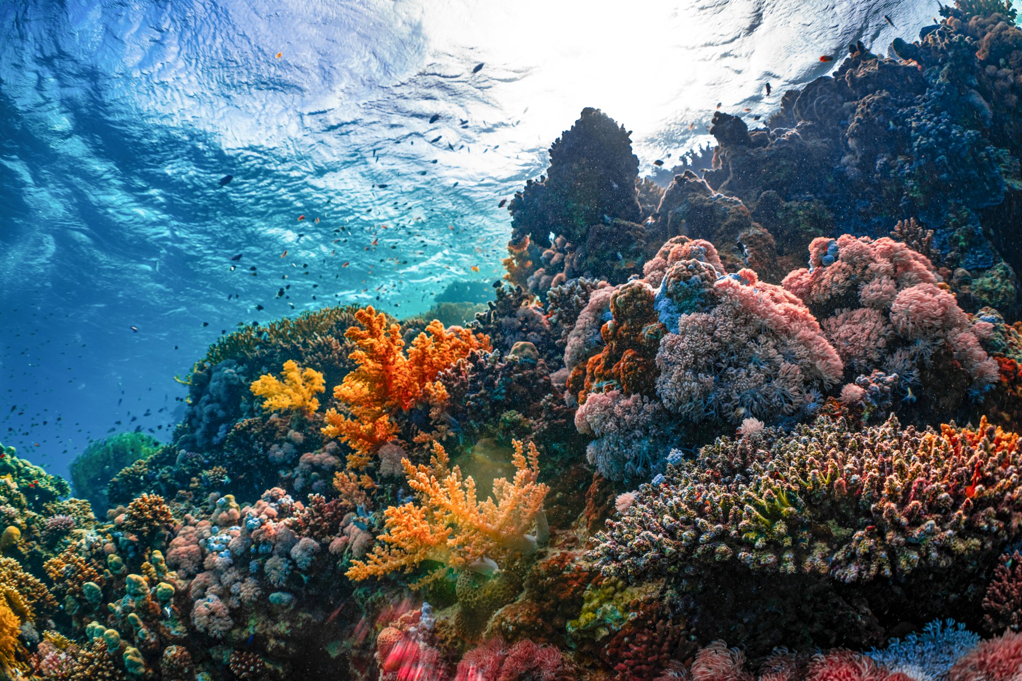 reef