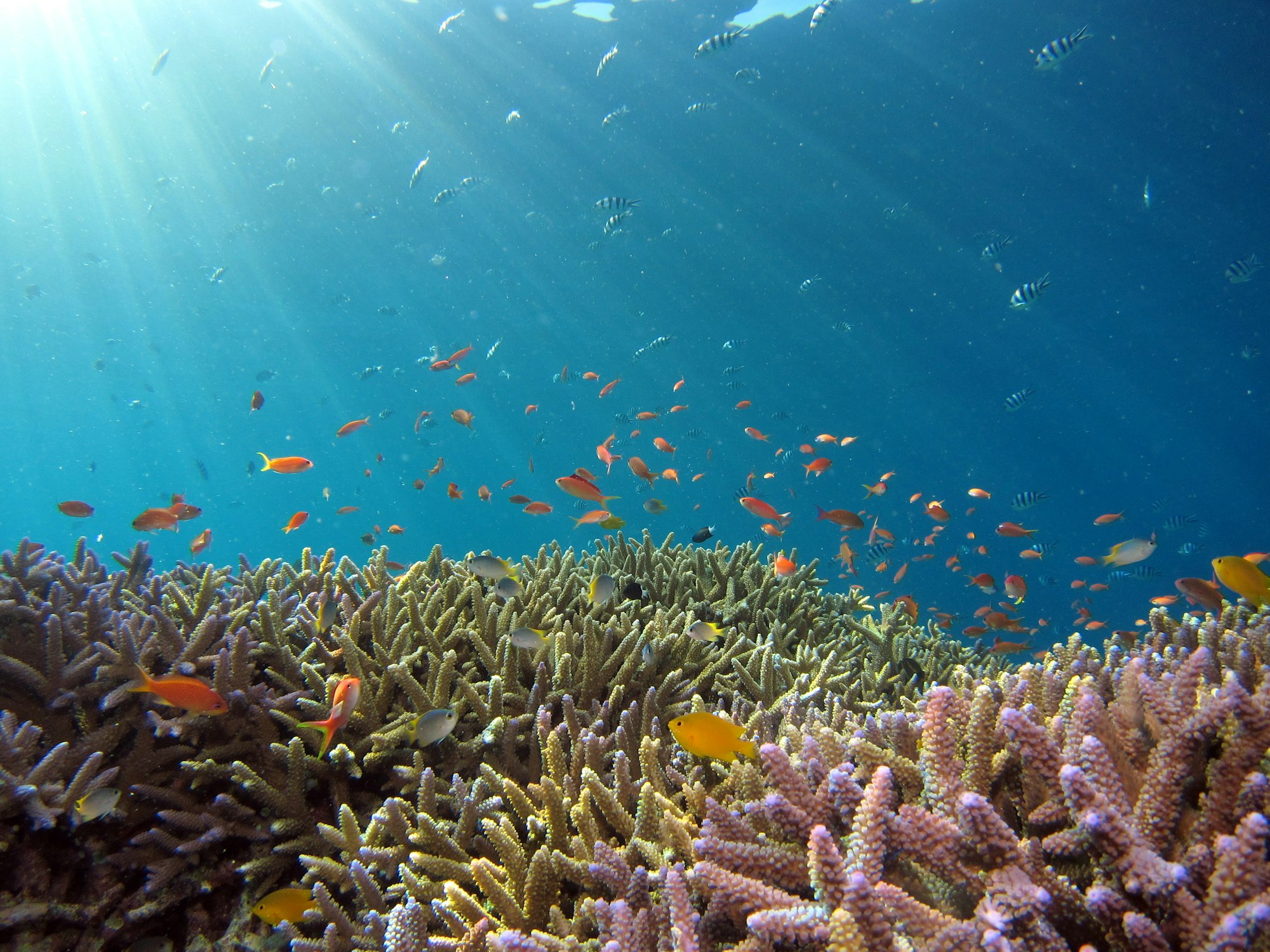 reef